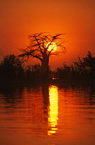 Matusadona NP with sun setting and silhouette of Baobab tree {Adansonia sp} on Lake Kariba, Zimbabwe