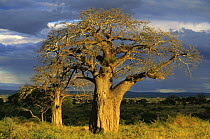 Tarangire NP, Tanzania at dusk with Baobab trees.