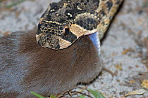 Puff adder {Bitis arietans} feeding on mouse, Little Karoo, South Africa