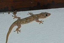House gecko {Hemidactylus sp} Little Karoo, South Africa