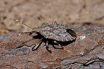Bark stink bug {Coenomorpha sp} Little Karoo, South Africa