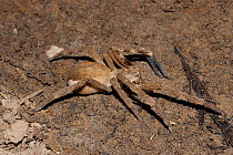 Rain spider {Palystes} Little Karoo, South Africa