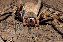 Rain spider {Palystes} Little Karoo, South Africa