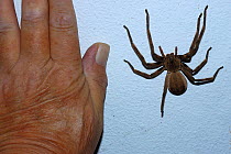 Rain spider {Palystes} beside hand to show large size, Little Karoo, South Africa