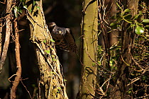 Northern goshawk {Accipiter gentilis} female flying through mixed woodland, tucking in wings to pass through gaps, captive, Somerset, UK