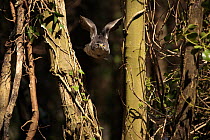 Northern goshawk {Accipiter gentilis} female flying through mixed woodland, tucking in wings to pass through narrow gaps between trees, captive, Somerset, UK