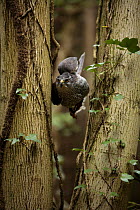 Northern goshawk {Accipiter gentilis} female manoevering through mixed woodland, tucking in wings to pass through narrow gaps between trees, captive, Somerset, UK