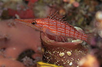 Longnose hawkfish {Oxychirrhites typus} Indo-pacific