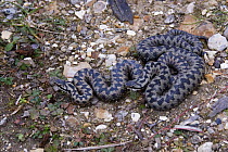 Adders {Vipera berus} male and a female, spring, England.