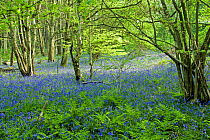 Bluebell (Hyacinthoides non-scripta) in coppiced wood in spring, Surrey, England.