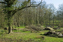 Coppiced hazel wood {Corylus avellana} with standard tree, Sussex, England, 2007