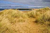 Marram grass {Ammophila arenaria} on sand dunes, Doogort beach, Achill Island, County Mayo, Republic of Ireland.