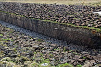 Peat blocks dug from peat bog and laid out to dry, Achill Island, County Mayo, Republic of Ireland.