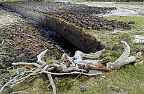 Bog oak tree roots dug from peat bog, Achill Island, County Mayo, Republic of Ireland.