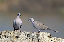 Two Collared dove {Streptopelia decaocto} pair on rock, Muscat, Oman