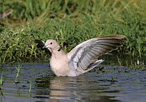 Collared dove {Streptopelia decaocto} with lifted wings on water, Sohar, Oman