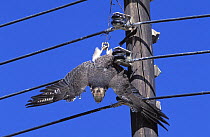 Lanner falcon {Falco biarmicus} dead, with jesses caught in electrical wires, Sohar, Oman