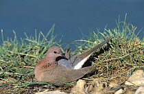 Laughing dove {Spilopelia senegalensis} on ground, preening, Muscat, Oman
