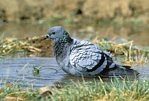 Rock dove {Columba livia} bathing in pool of water, Dawkah, Oman