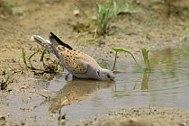 Turtle dove {Streptopelia turtur} drinking, Sohar, Oman