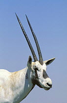 Arabian oryx {Oryx leucoryx} close-up, head only, Jiddat al Harasis, Oman