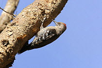 Arabian woodpecker {Dendrocopos dorae}, on tree trunk, Mahweet, Yemen