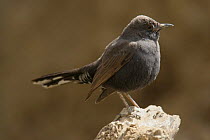 Black bush robin {Cercotrichas podobe} on rock, Wadi Sara, Yemen