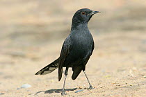 Black bush robin {Cercotrichas podobe} on ground, Tihama, Yemen