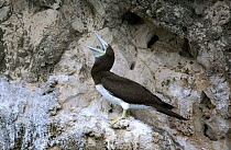Brown booby {Sula leucogaster} calling on cliff wall, Qalansiyah, Socotra Island, Yemen