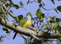Bruce's green pigeon {Treron waalia} perched in tree, Ayn Razat, Dhofar, Oman