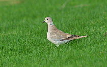 Collared dove {Streptopelia decaocto} on lawn, Abu Dhabi, UAE