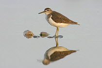 Common sandpiper {Actitis hypoleucos} on rock in water with reflection, Muscat, Oman