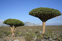 Dragon's blood tree {Dracaena cinnabari} Dieksum, Socotra Island, Yemen