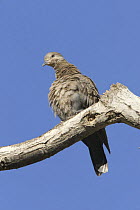 Dusky turtle dove {Streptopelia lugens} on branch, Wadi Haml, Sana'a, Yemen