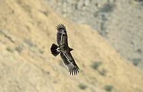 Greater spotted eagle {Aquila clanga}  juvenile in flight over mountains near Muscat, Oman