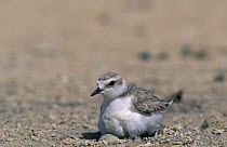 Kentish plover {Charadrius alexandrinus} female on ground nest with two eggs, wet belly feathers, Barr al Hikman, Oman