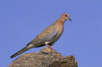 Laughing dove {Spilopelia senegalensis} perched on rock, Muscat, Oman