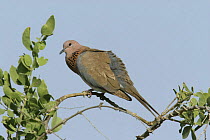 Laughing dove {Spilopelia senegalensis} perched in tree, Muscat, Oman