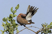 Laughing dove {Spilopelia senegalensis} perched in tree, preening, Muscat, Oman
