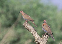 Laughing dove {Spilopelia senegalensis} two perched in tree, Hafeet, Oman