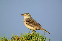 Long billed pipit {Anthus similis} perched in bush, singing, Diham, Socotra Island, Yemen