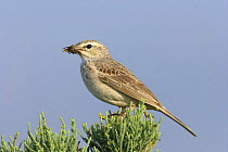 Long billed pipit {Anthus similis} perched in bush, with food, Diham, Socotra Island, Yemen