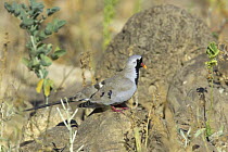 Namaqua dove {Oena capensis} male, Khawr Rawri, Dhofar, Oman