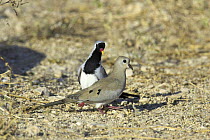 Namaqua dove {Oena capensis} pair on ground, Khawr Rawri, Dhofar, Oman