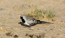 Namaqua dove {Oena capensis} male, Muntasar, Oman