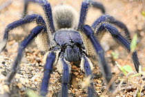 Purple tarantula spider {Monocentropus balfouri}, Wadi Ayhaft, Socotra Island, Yemen