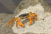 Socotra freshwater crab {Socotrapotamon socotrensis}, on rock, Dieksum, Socotra Island, Yemen