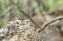 Socotra rock gecko {Pristurus sokotranus}, Wadi Ayhaft, Socotra Island, Yemen
