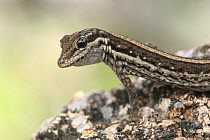 Socotra rock gecko {Pristurus sokotranus}, Wadi Ayhaft, Socotra Island, Yemen