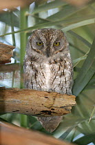 Socotra scops owl {Otus socotranus} in palm tree, Hadibo, Socotra Island, Yemen